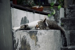 九份の猫