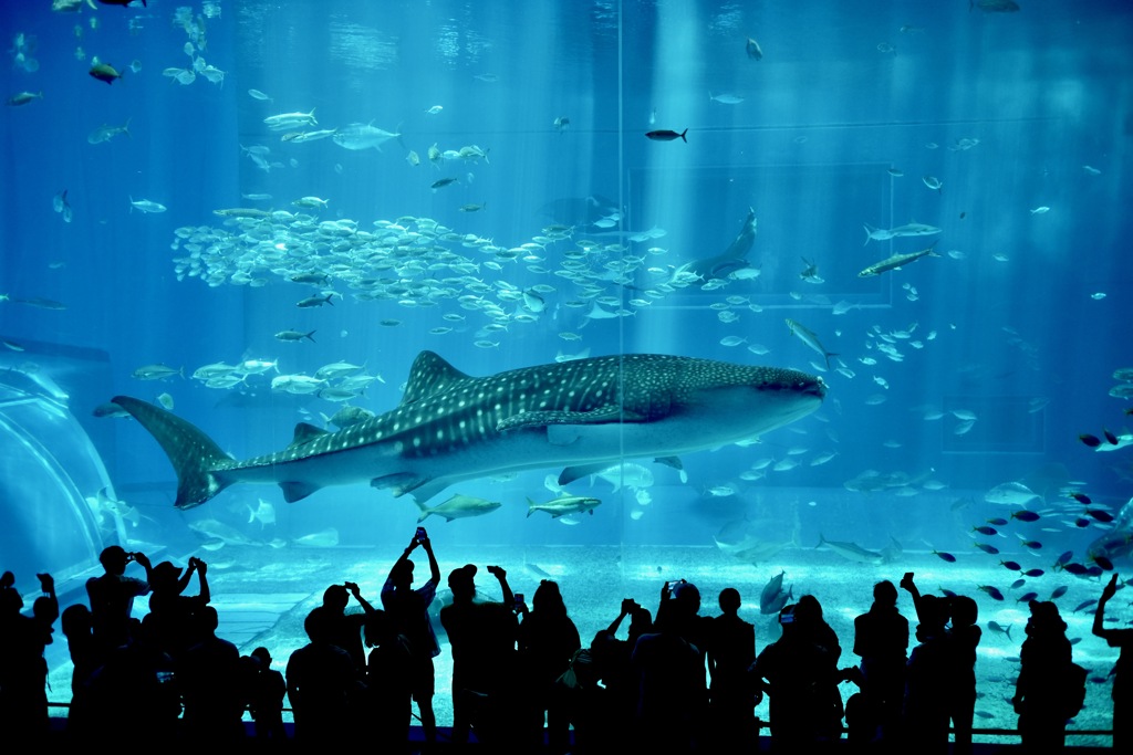 A packed aquarium