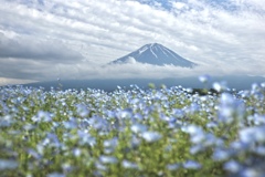 雨後のお花畑