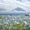 雨後のお花畑