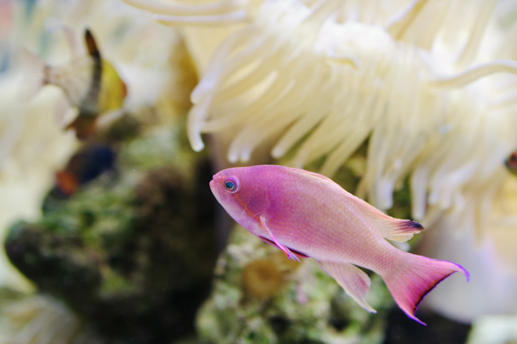 Sea anemone and friends 