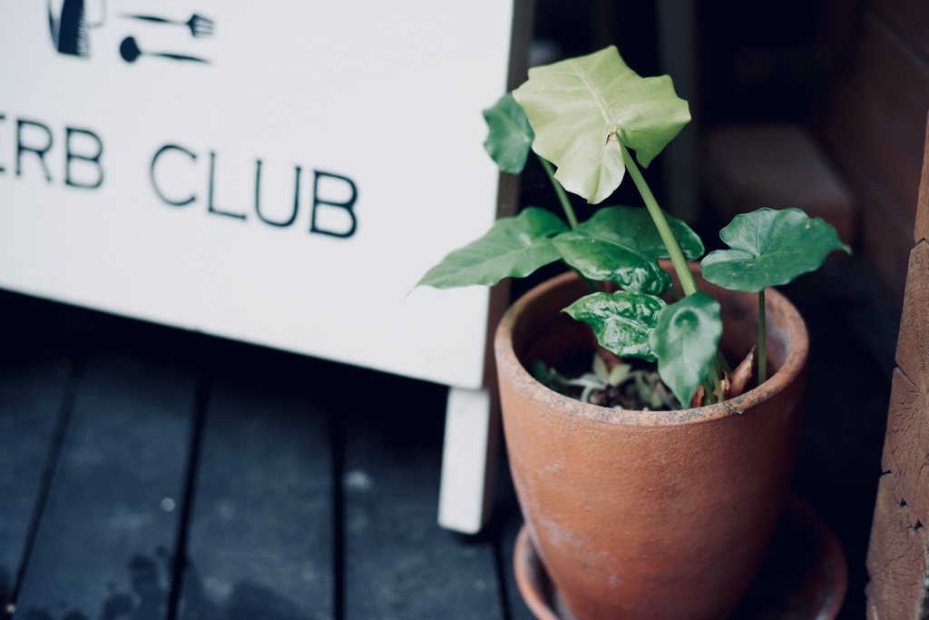 シャケ定の店の植木鉢