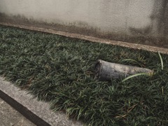軒丸瓦