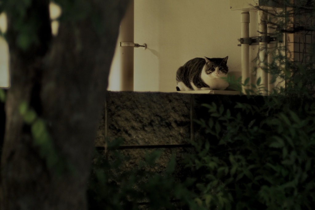 そぼ降る雨の夜の猫