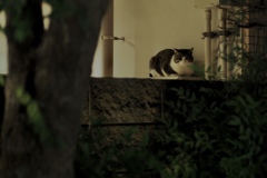 そぼ降る雨の夜の猫