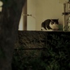 そぼ降る雨の夜の猫
