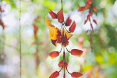 Thunbergia mysorensis