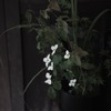 鉢植の山法師