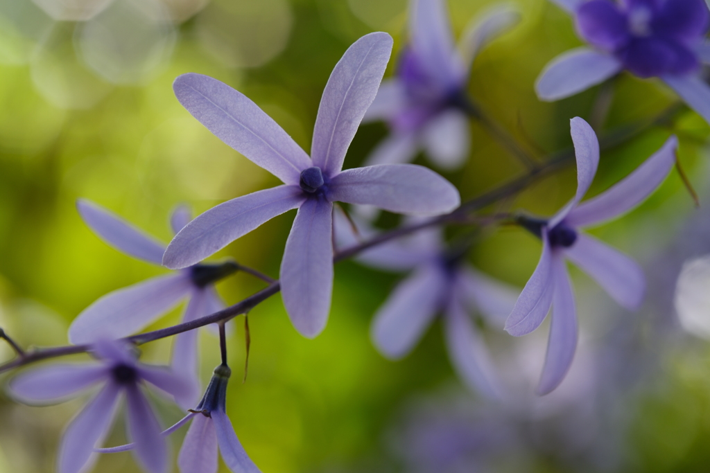 なんとなく癒される花