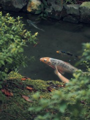 池の鯉