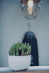 A certain cactus