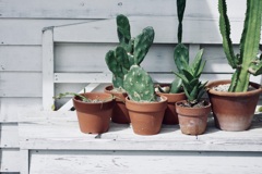 cacti