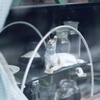 吾輩は犬である