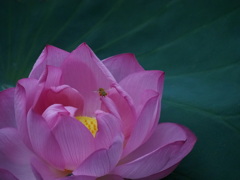 蜜をもとめ