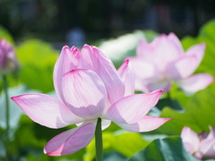 蓮