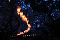 夜桜よりも目立ってますよ。