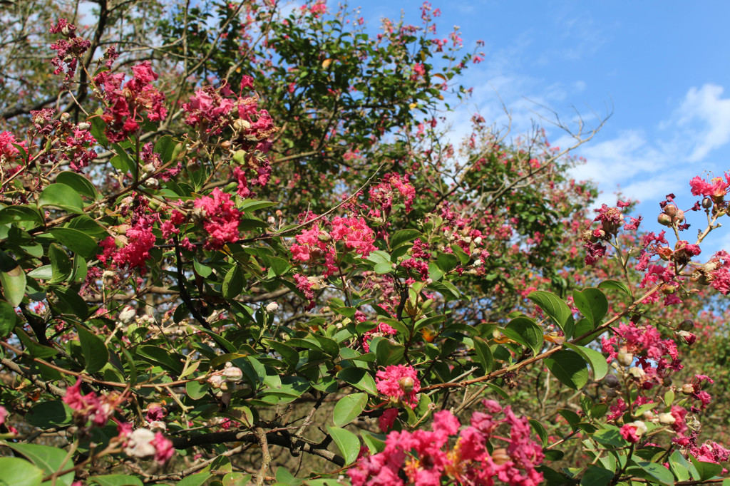 神代植物公園にて(2)