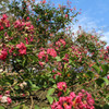 神代植物公園にて(2)