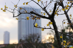 旧芝離宮恩賜庭園にて１