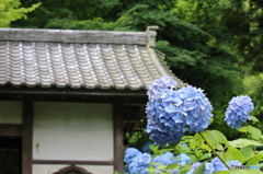初夏の香り