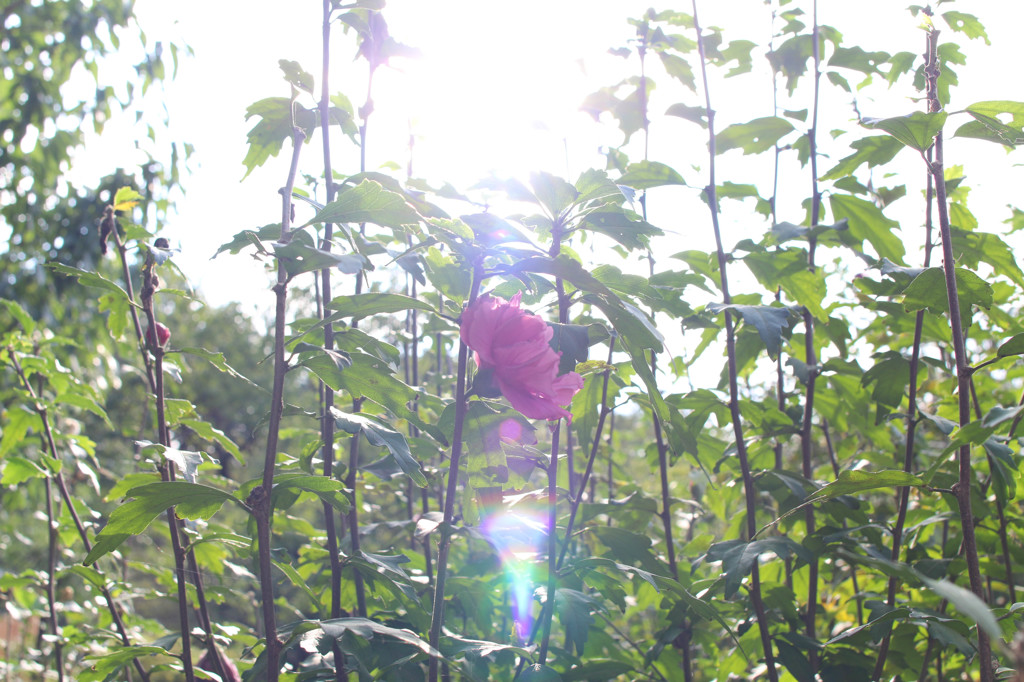 神代植物公園にて(3)