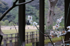 雨の六義園