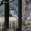 雨の六義園