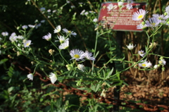 神代植物公園にて(1)
