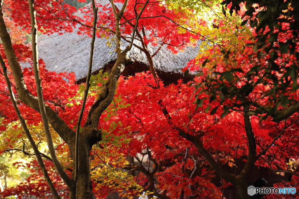 長寿寺にて２