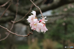 旧芝離宮恩賜庭園にて３