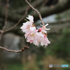旧芝離宮恩賜庭園にて３