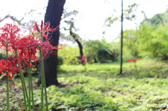 神代植物公園にて(4)