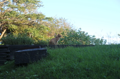 たそがれのねこ