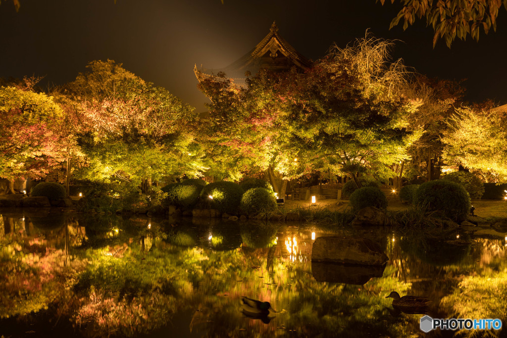 東寺ライトアップ２