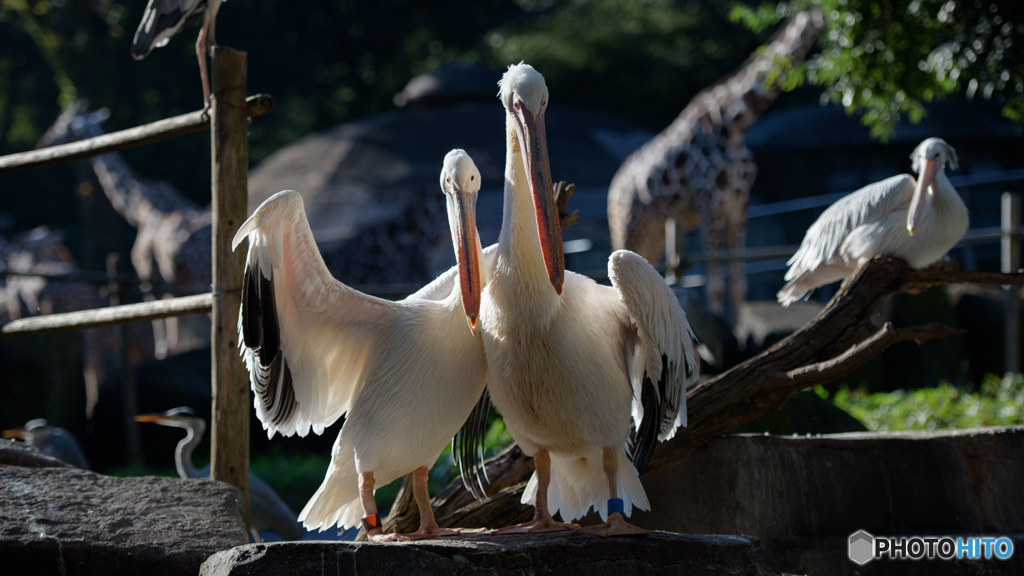 A couple 10「結婚しました」