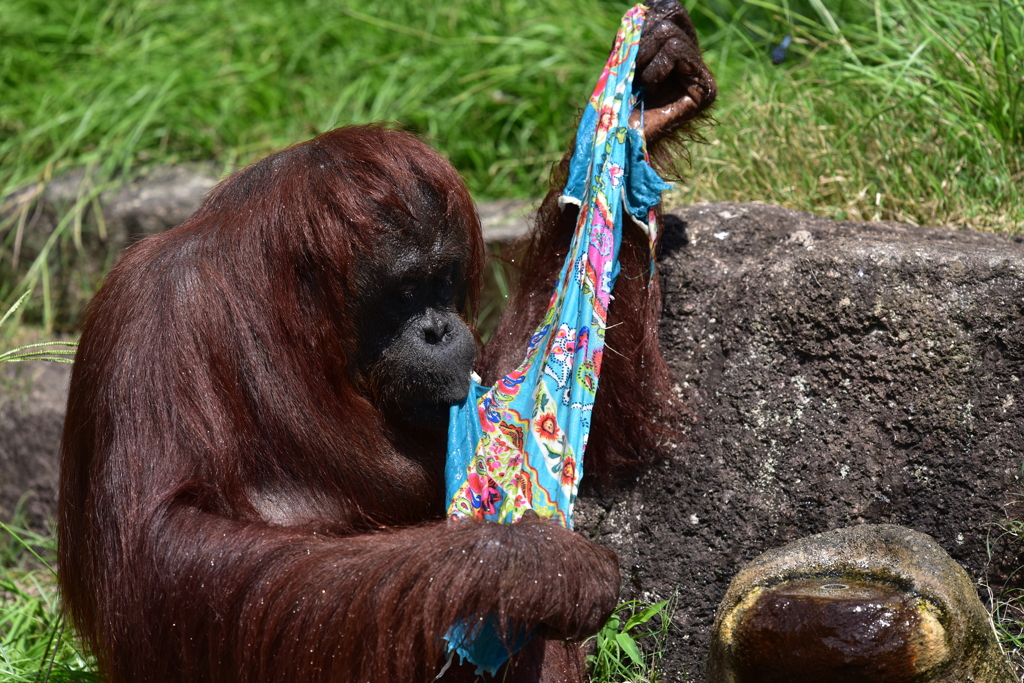 (1)これをこうして