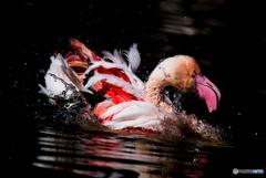 Splashing Water On Herself