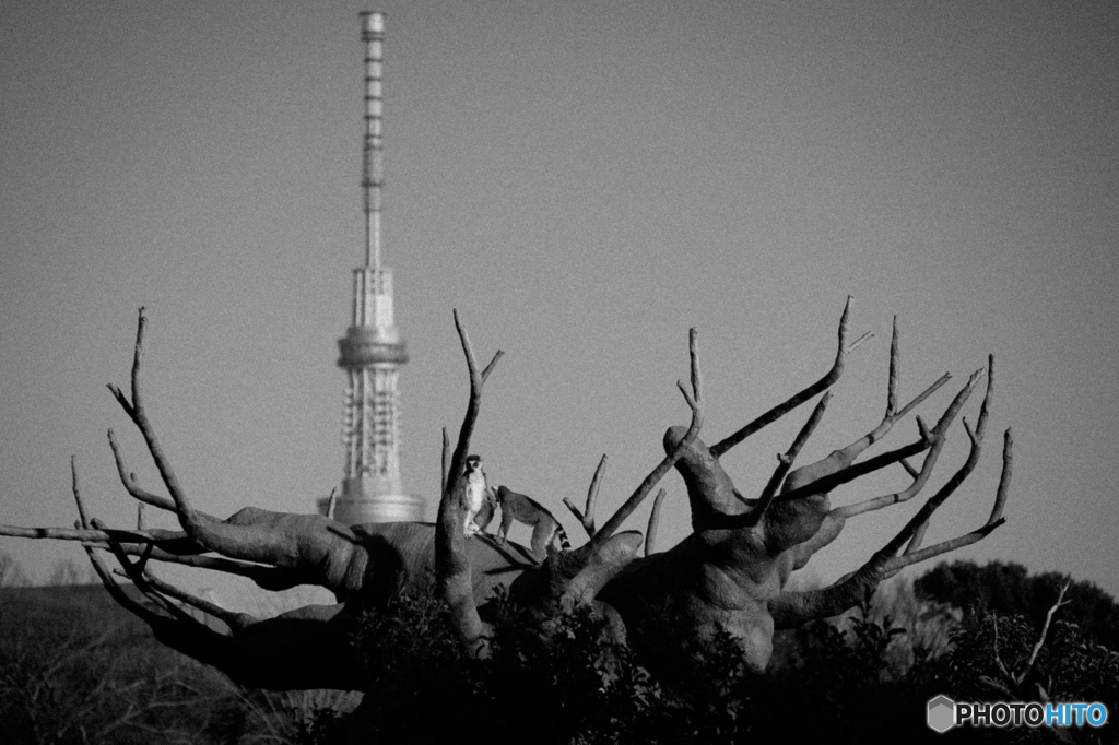 塔とバオバブ