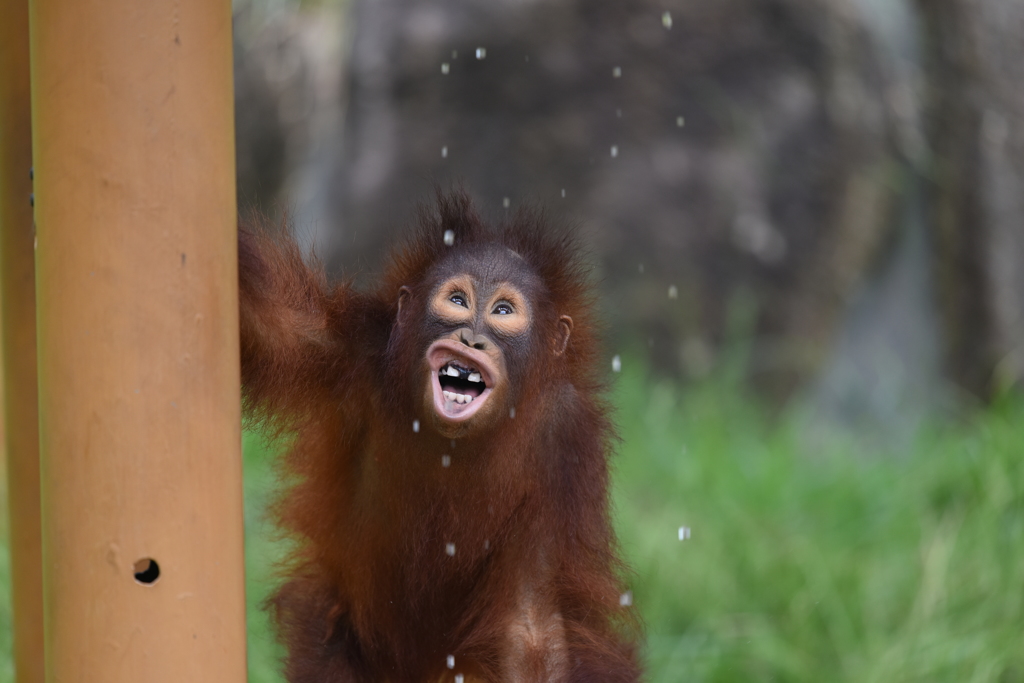 変顔コンテスト優勝