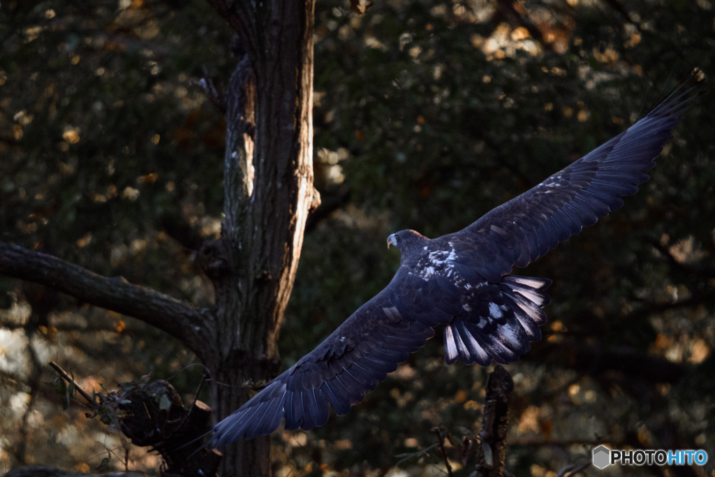 飛んでる時はスラッと