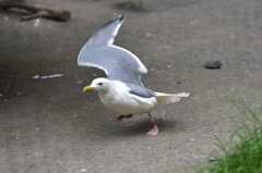 fly