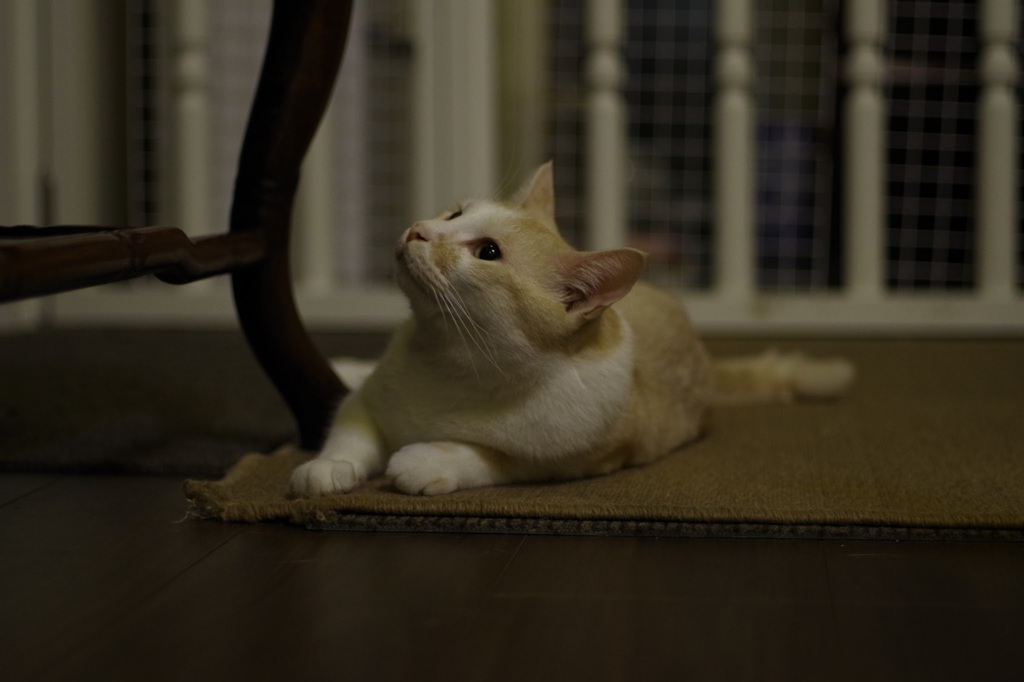 あれなんだ？