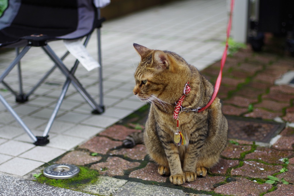 番猫