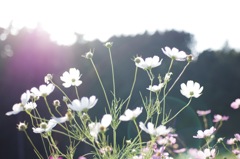 秋桜-7