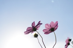 秋桜-1