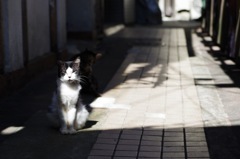 夜の街の昼の顔-7