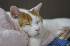 ジャム