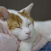 ジャム