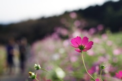 秋桜-2