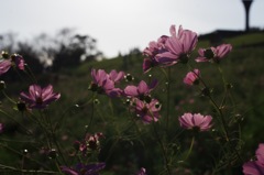 秋桜-4